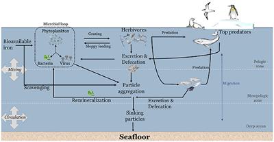 Pelagic Iron Recycling in the Southern Ocean: Exploring the Contribution of Marine Animals